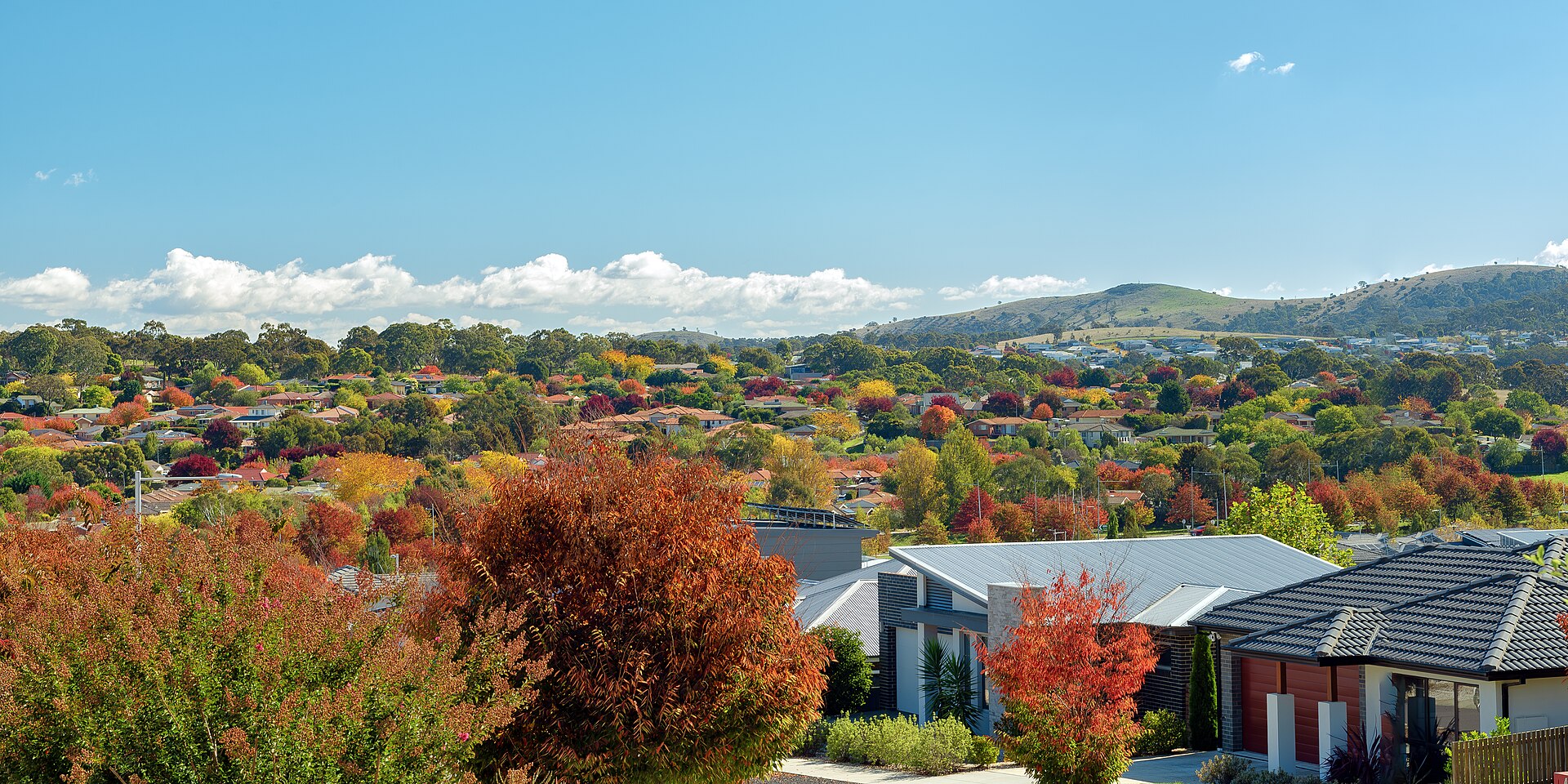 Autumn colours across a Canberra suburb